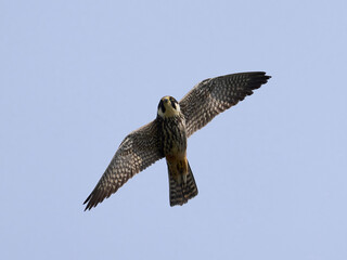 Eurasian hobby (Falco subbuteo)
