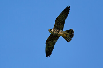 Eurasian hobby (Falco subbuteo)