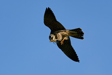 Eurasian hobby (Falco subbuteo)