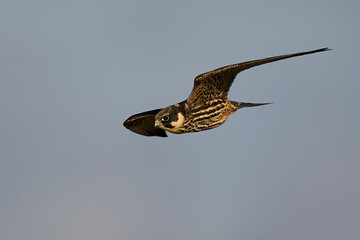 Fototapeta premium Eurasian hobby (Falco subbuteo)