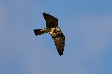 Eurasian hobby (Falco subbuteo)