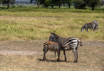 Fototapeta premium playful zebras play with each other while eating in the bush 