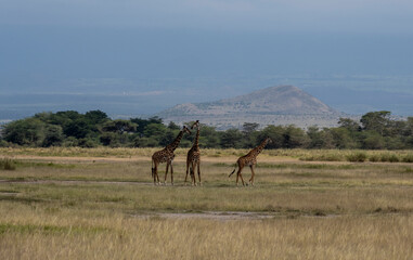 a family of giraffes moves through a green meadow in search of food 