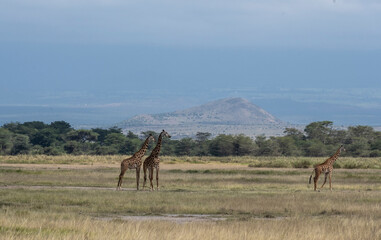 a family of giraffes moves through a green meadow in search of food 