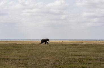 a lonely elephant walks and feeds autonomously in the national park 