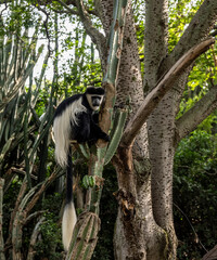 wild monkey angolan colobus on a tree in vivo 
