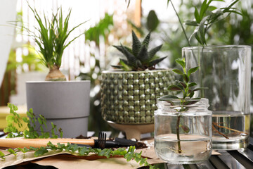 Different houseplants and seedlings on table indoors, closeup