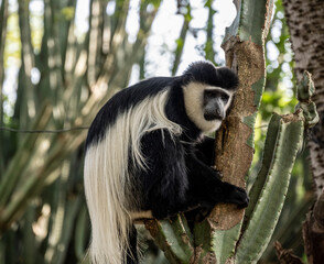 wild monkey angolan colobus on a tree in vivo 