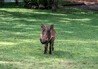 wild boar warthog close-up on a green lawn 