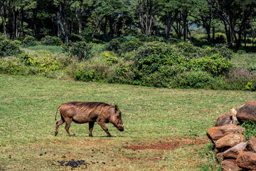 Naklejka na ściany i meble wild boar warthog close-up on a green lawn 