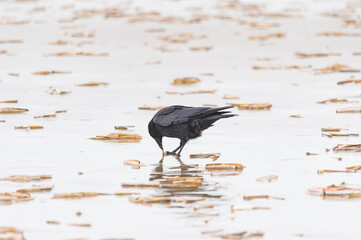 Crow Foraging in Shallow Water / Kraai Foeragerend in Ondiep Water