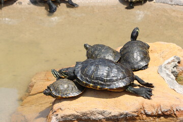 beautiful safari zoo wild animals nature conservation natural balance