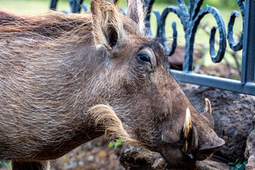 wild boar warthog close-up on a green lawn 