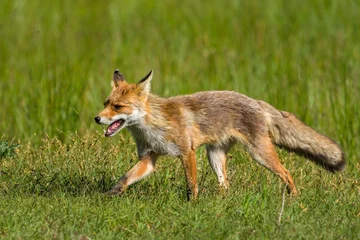 Wandaufkleber red fox vulpes © Nora