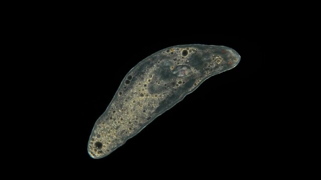 Turbellaria flatworm under the microscope, Platyhelminthes Phylum, Order Rhabdocoela. Found in freshwater, some species are carnivores while others feed on algae