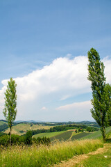 Fototapeta na wymiar View through two trees in South Styria near Gamlitz, Austria