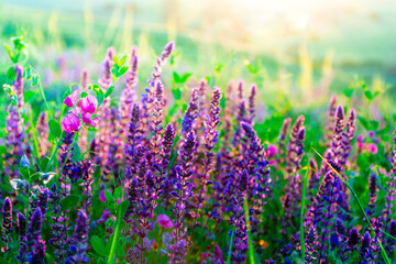 Naklejka premium Beautiful wildflowers on a green meadow. Warm summer evening with a bright meadow during sunset. Grass silhouette in the light of the golden setting sun. Beautiful nature landscape with sunbeams.