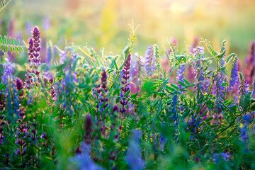 Obraz premium Beautiful wildflowers on a green meadow. Warm summer evening with a bright meadow during sunset. Grass silhouette in the light of the golden setting sun. Beautiful nature landscape with sunbeams.