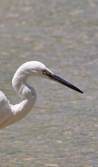 Portrait of a white heron, Ardea alba