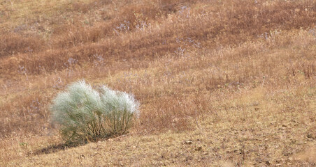 Bridal broom, Retama monosperma, in the middle of a dry field