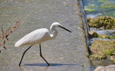 Great Egret, Ardea alba, fishing on the bank of a river