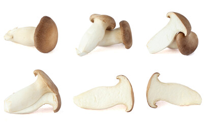 King Oyster mushroom on white background.