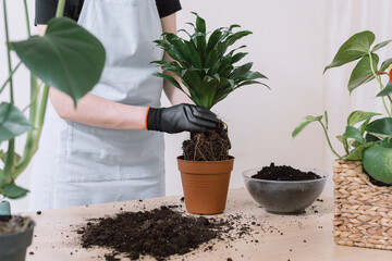 Housewife transplanting flower into ceramic pot at home