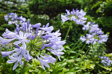 初夏に咲く青い花アガパンサス