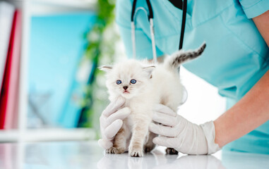 Ragdoll kitten at veterinerian clinic