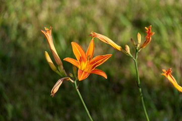 Flowers in the park. Flower daylily orange