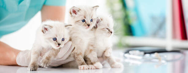 Ragdoll kittens at veterinerian clinic