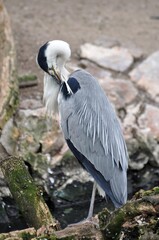 Fototapeta premium Graureiher