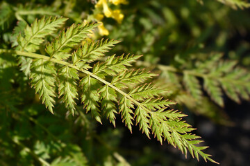 Fern-leaved corydalis