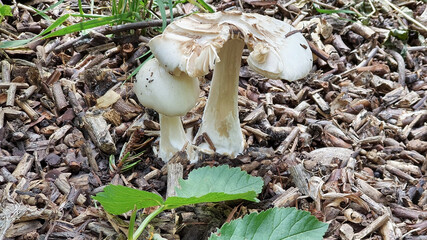 White fungi on bark mulch substrate
