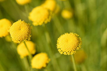 beautiful yellow flowers nature background 
