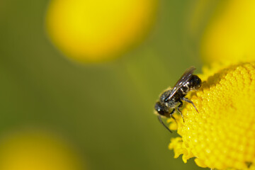 abstract bee of flower background backdrop 