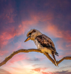 Australian kookaburra sitting in a tree  Kookaburras are terrestrial tree kingfishers of the genus Dacelo native to Australia and New Guinea