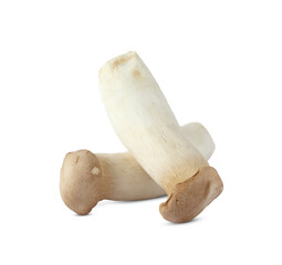 King Oyster mushroom on white background.