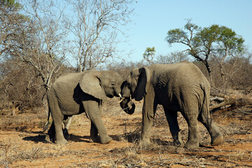 Naklejka na ściany i meble African Elephants (Loxodonta africana) Head-to-Head in a Playful Battle. Kruger Park, South Africa