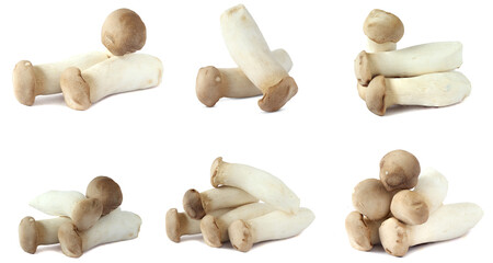 Set of royal oyster mushrooms or eringi mushrooms isolated on a white background.