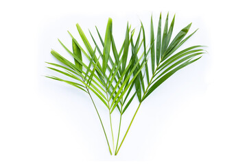 Tropical palm leaves on white copy space.