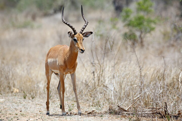 Naklejka na ściany i meble Impala Antelope (Aepyceros melampus). Kruger Park, South Africa