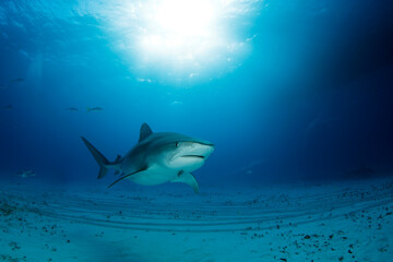Tiger Shark (Galeocerdo cuvier) Approaching over Sandy Bottom, with Sun Bursts through the Surface. Tiger Beach, Bahamas