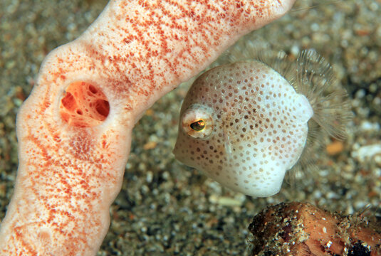 Southern Pygmy Leatherjacket (Brachaluteres jacksonianus) Under a Coral. Anilao, Philippines