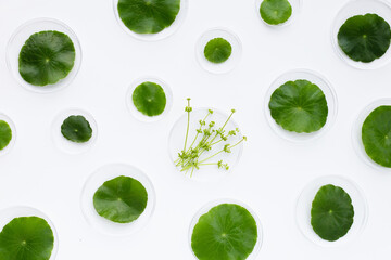 Fresh green centella asiatica leaves in petri dishes on yellow background.