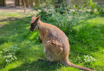 kangaroo in the park