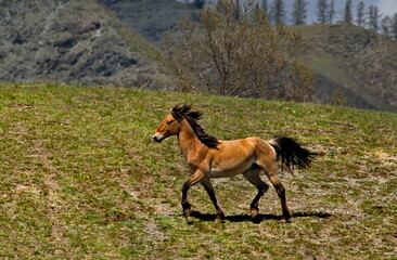 Russia. South of Western Siberia, Mountain Altai. A young stallion frolics on the slopes of mountain pastures in the valley of the Katun River.