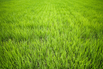 6月に元気に育つ稲
