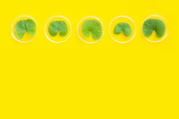 Fresh leaves of gotu kola in petri dishes on yellow background.