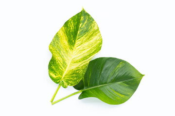 Golden pothos or devil's ivy leaves on white background.